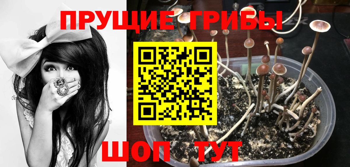 Псилоцибиновые грибы Psilocybe Симферополь